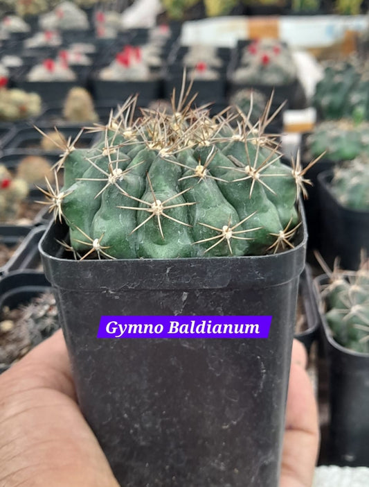 Gymno Baldianum