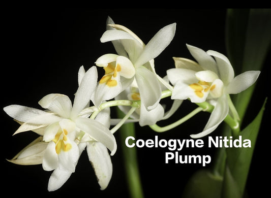 Coelogyne Nitida Plump