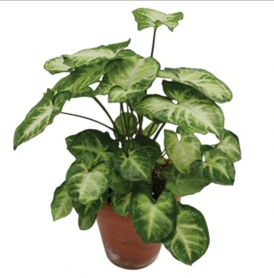 Syngonium Crow's Foot  - Rare plant Good