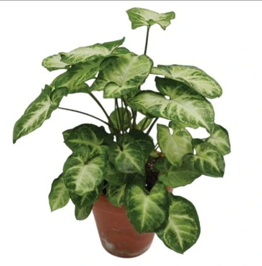 Syngonium Crow's Foot  - Rare plant Good