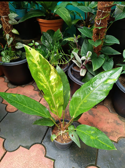 Anthurium Hookeri Veriegated plant (Semishade plant)