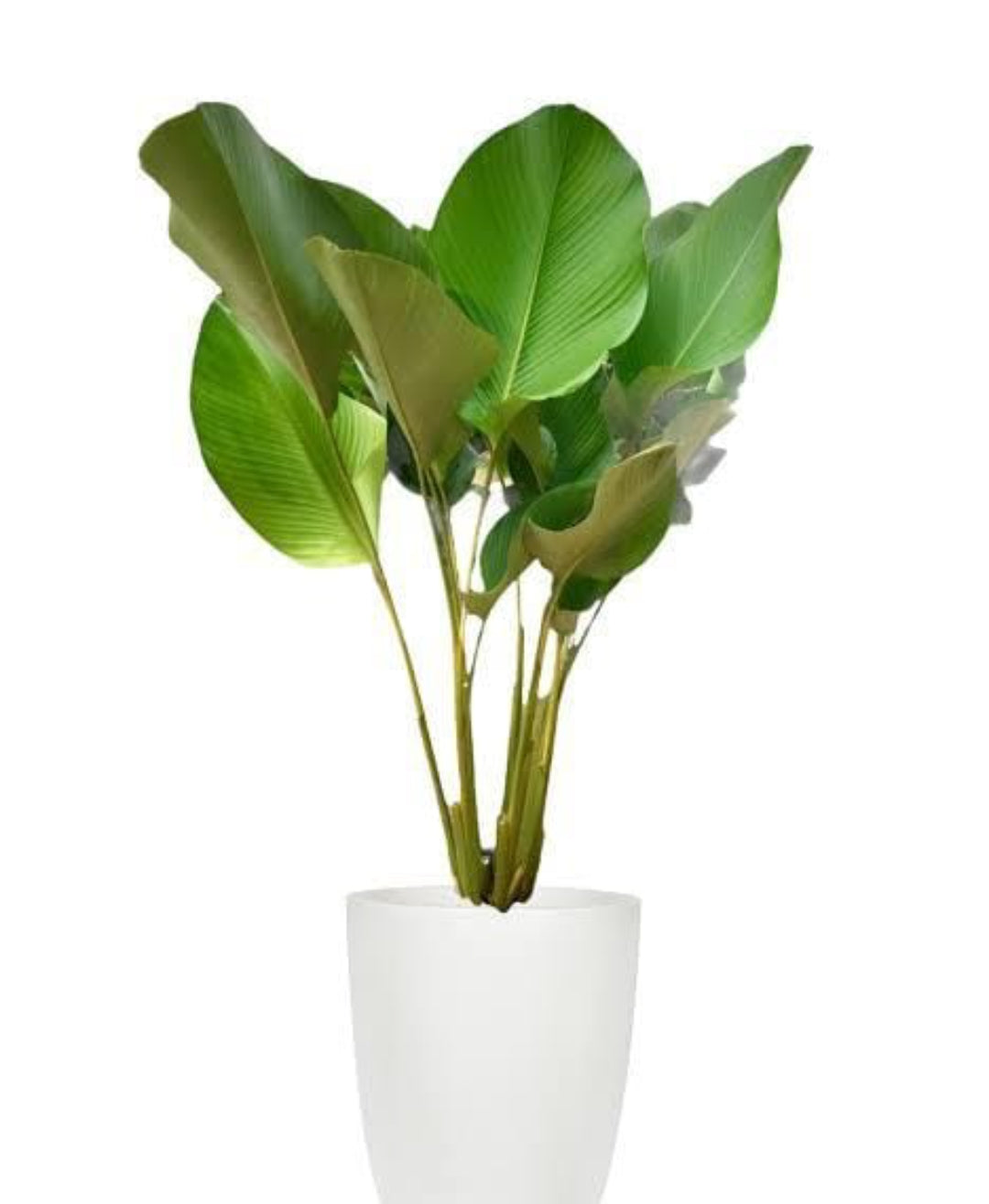 Calathea Lutea (Semishade)