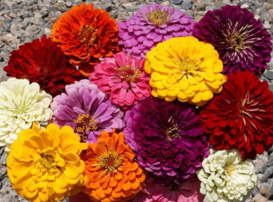 Zinnia Dahlia mix summer Flower seeds