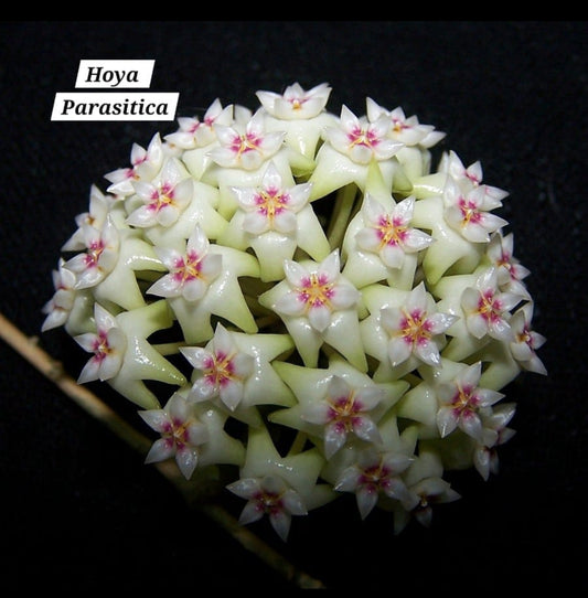 Hoya Parasitica
