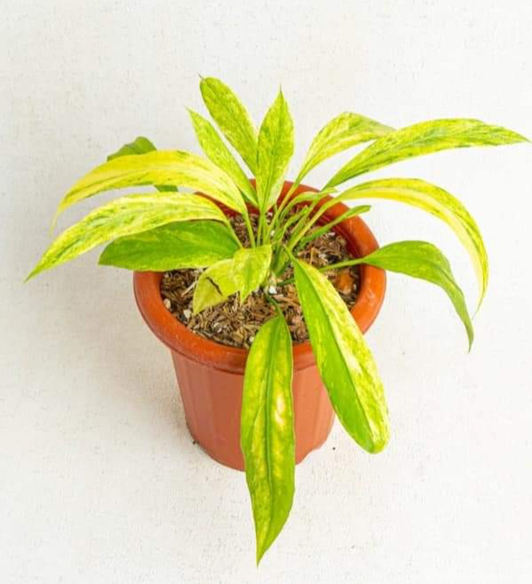 yellow anthurium leaves Anthurium Vittarifolium Aurea Veriegated plant – ASHIYANA STORE