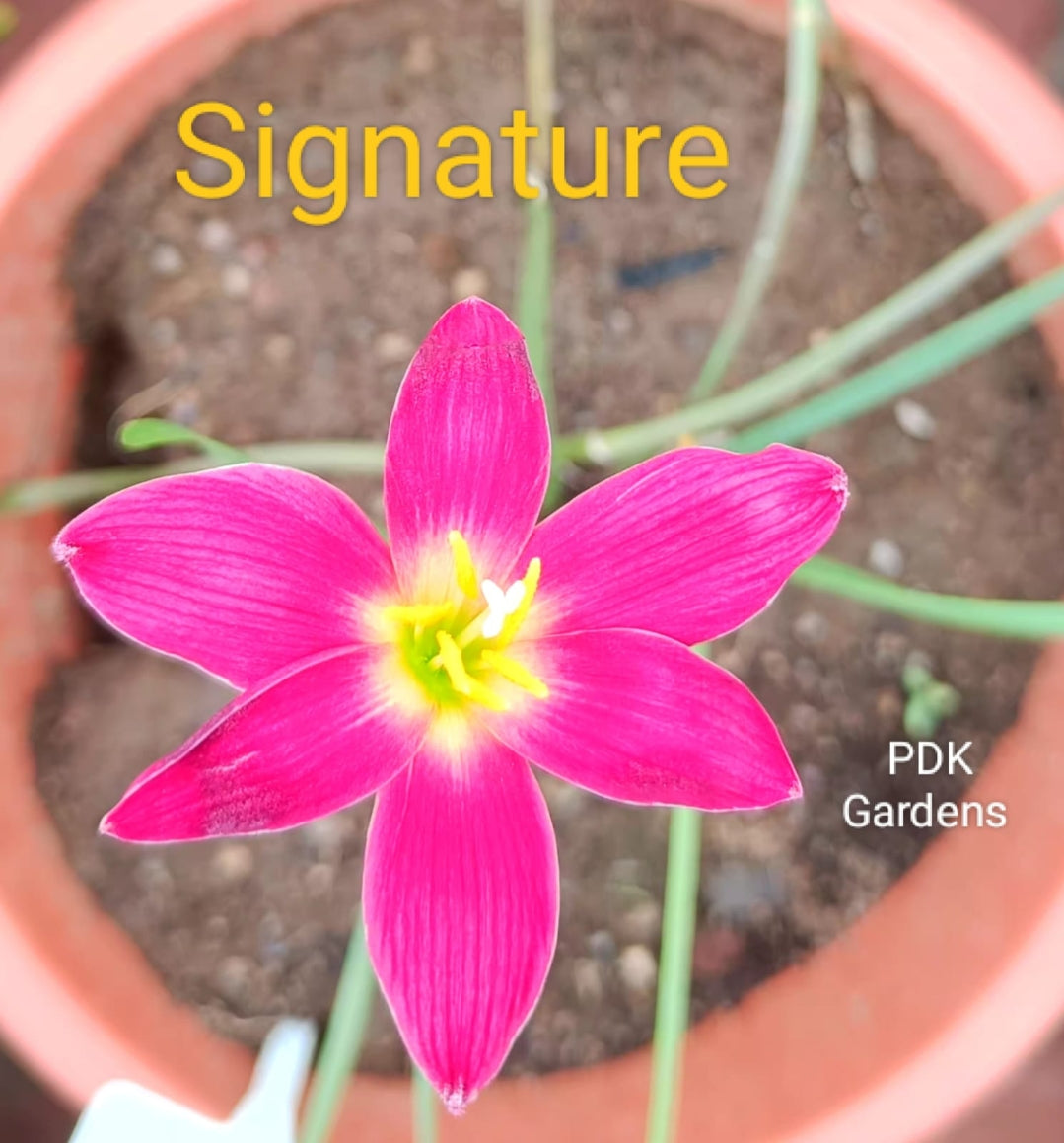 Signature rain Lily bulb