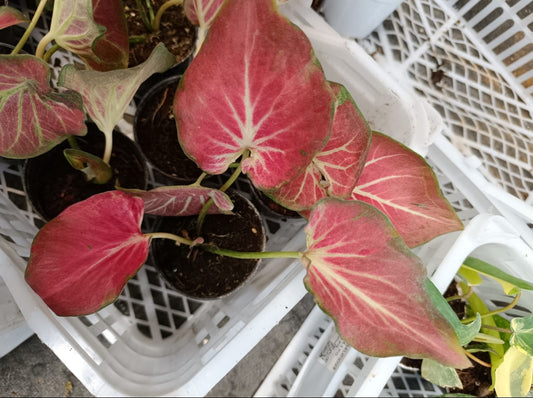 Caladium Thai red plant