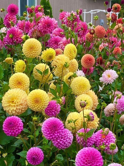 Buy Dahlia Pompon Bulbs Online in India | Colorful Ball Shape Flower Bulbs for Home Garden