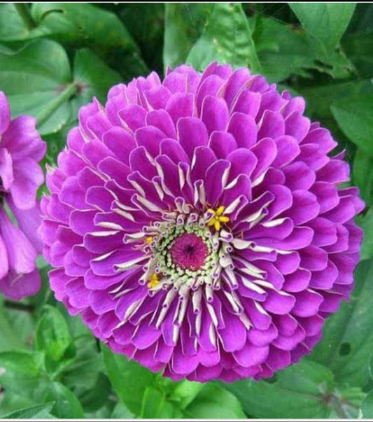 Zinnia Dahlia Elegans purple summer Flower seeds