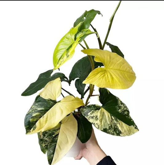 Syngonium Aurea Varigated  - Rare plant Good