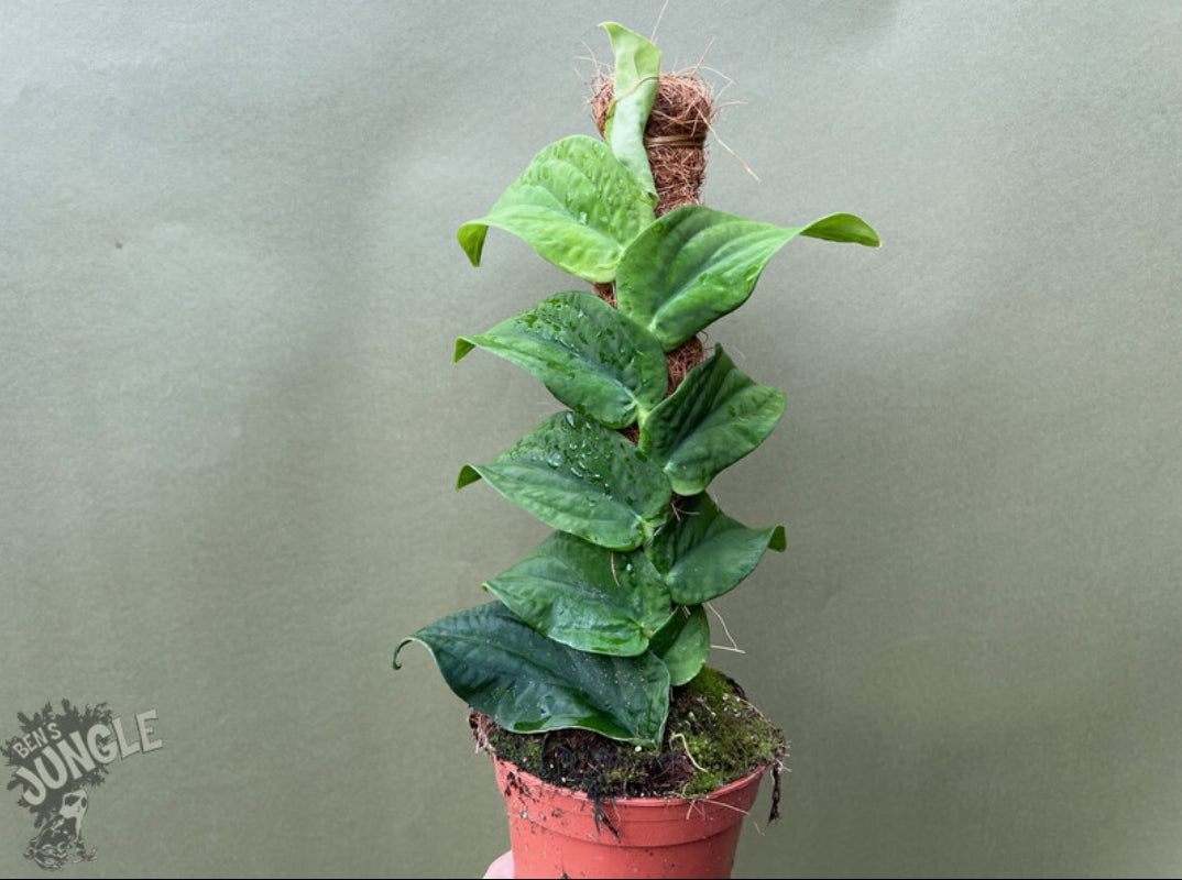 Rhaphidophora Korthalsii Plant (Indoor Creeping Plant)