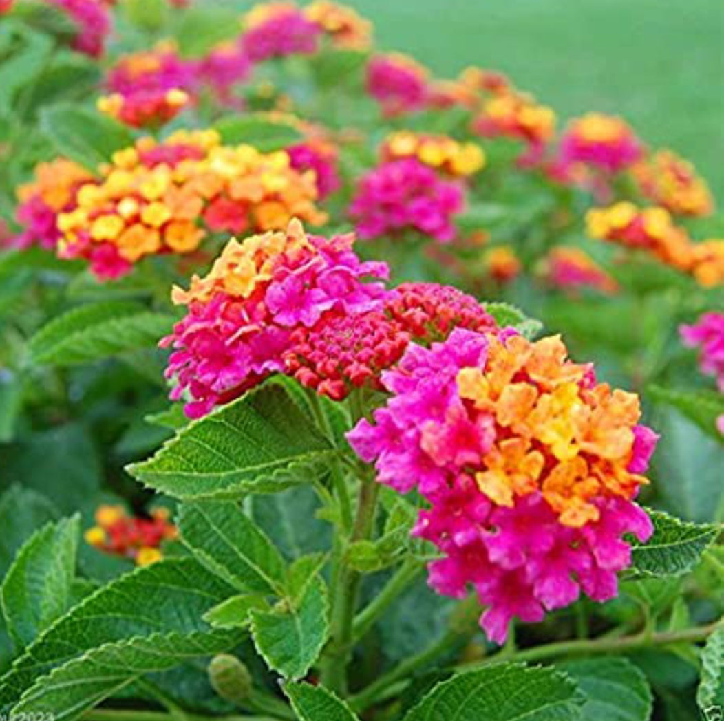 Lantana landscaping plant