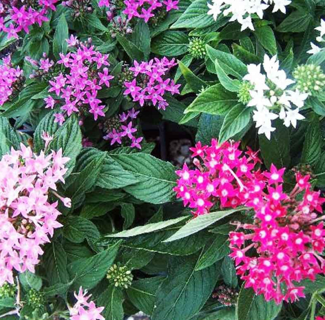 Pentas landscaping plant