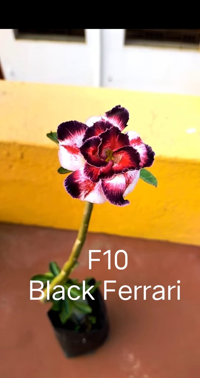 Adenium plant (desert rose) dark red light pink mix colour flower