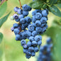 Blue berry fruit plant