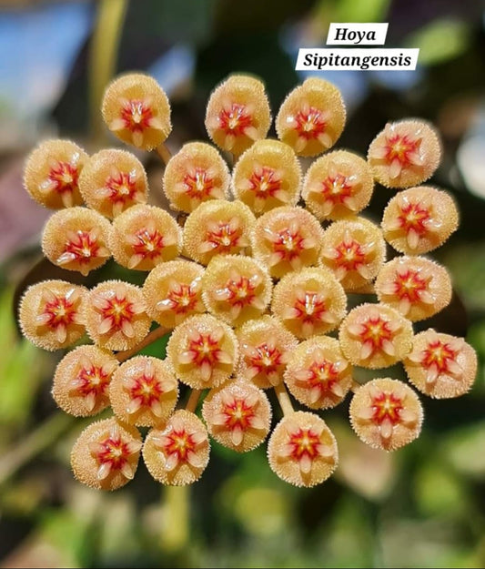 Hoya Sipitangensis