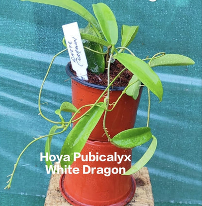 Hoya Pubicalyx White Dragon