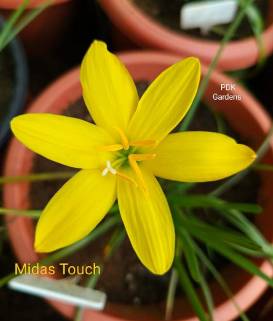 Midous touch rare Rain Lily bulb