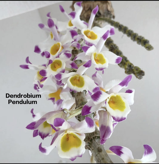 Dendrobium Pendulum