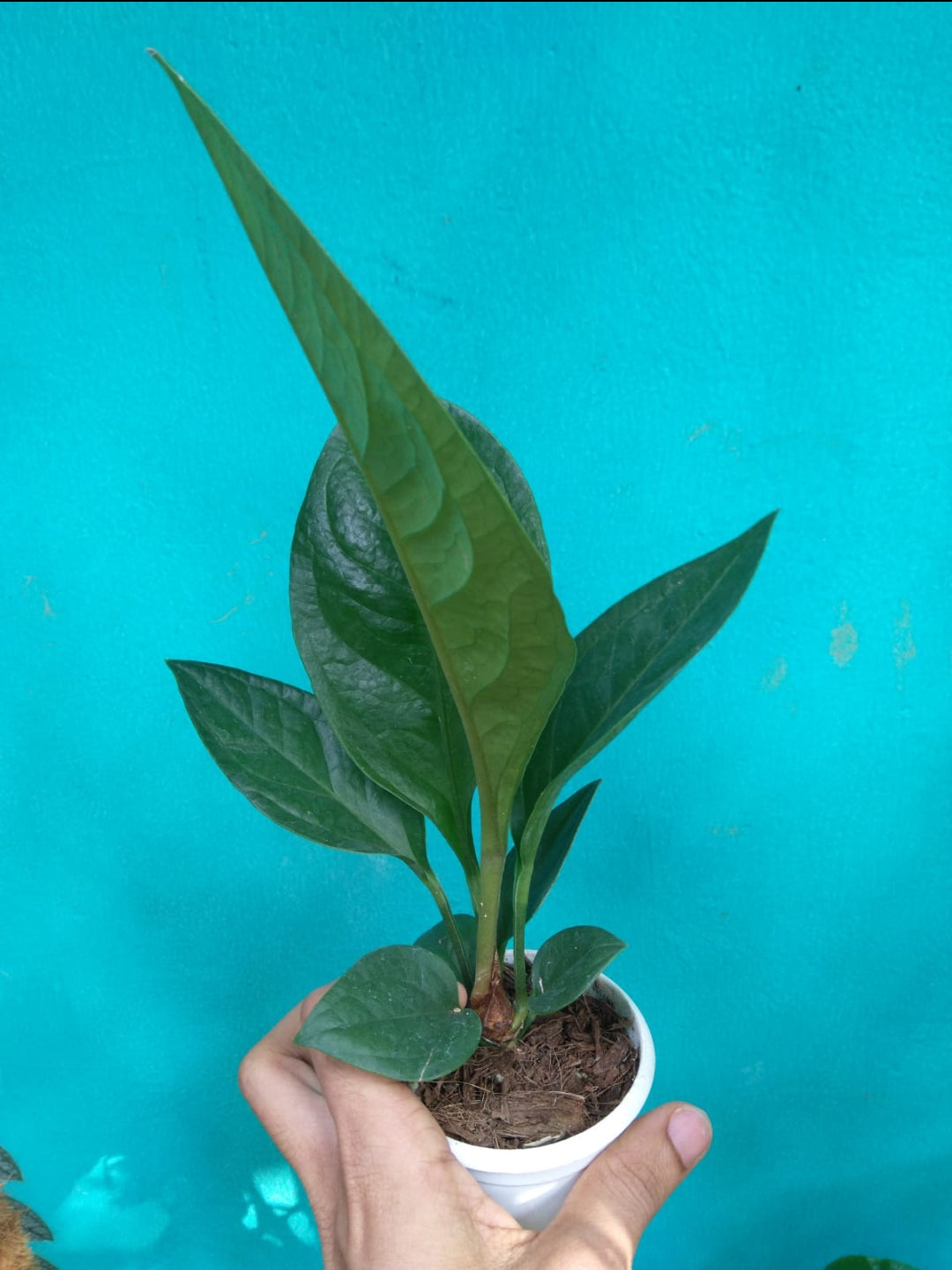 Anthurium Jenmani Plant (Semishade)