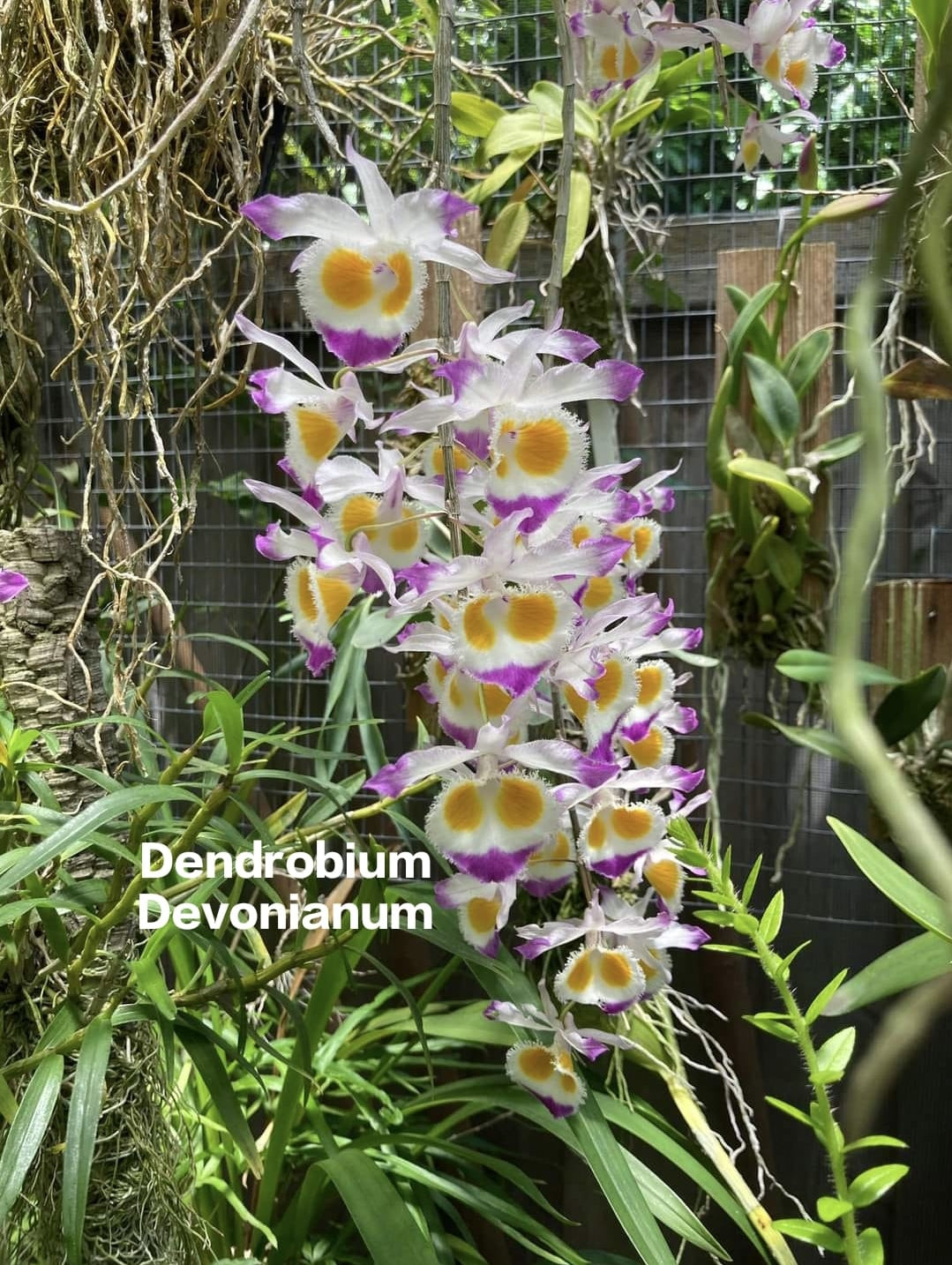 Dendrobium Devonianum