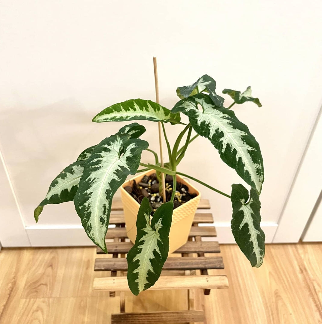 Syngonium Wendlandii Silver Goosefoot/Southern Star plant Good