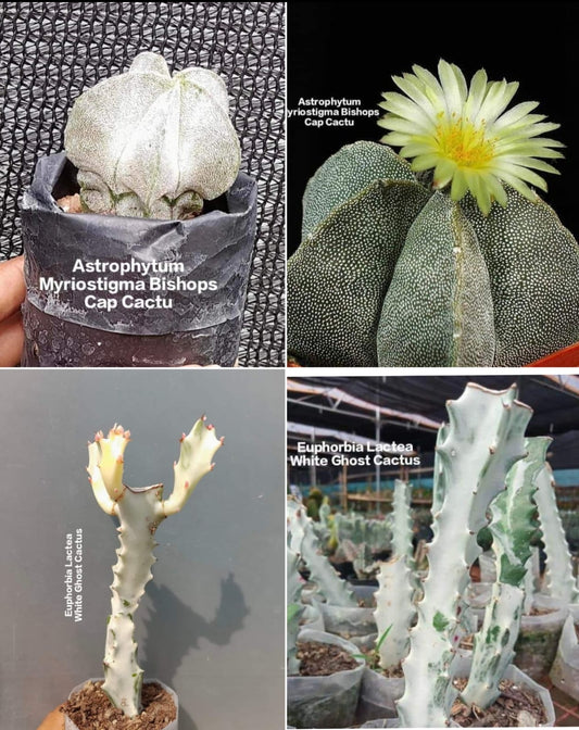 Astrophytum Myriostigma Bishope cap Cactus (Pack of 4)