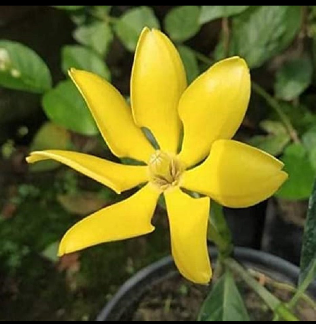 Thai golden Gardenia plant (Shrub Plant)