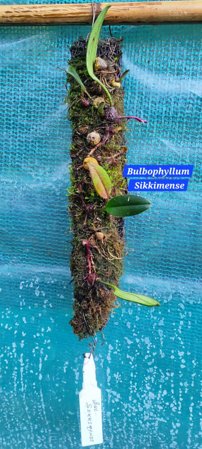 Bulbophyllum Sikkimense