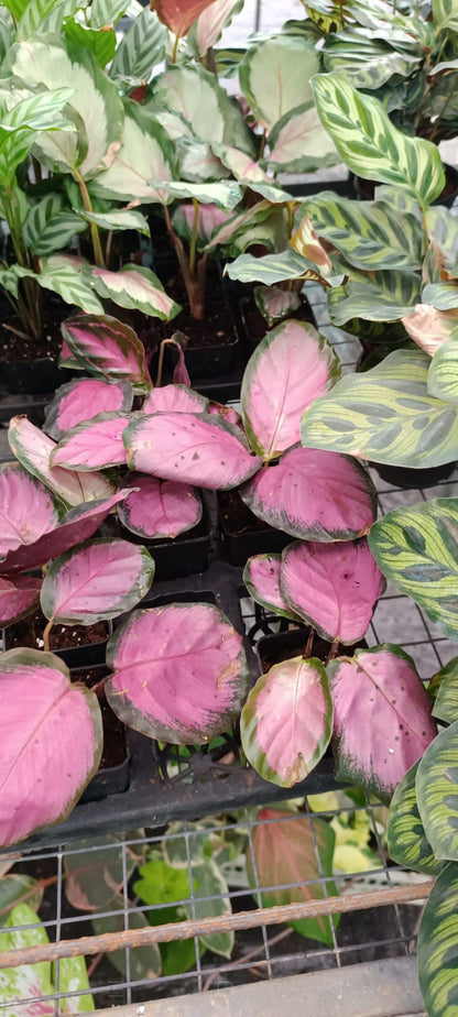 Calathea Roseopicta Crimson plant