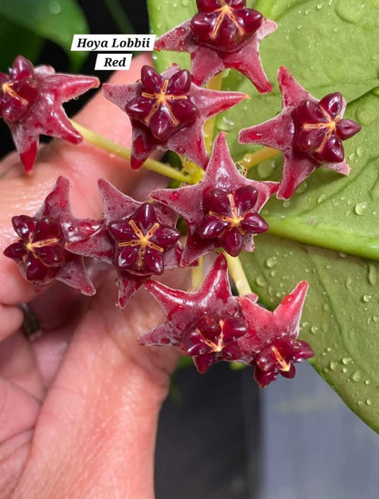 Hoya Lobbii red