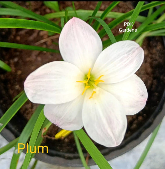 Plum rain Lily bulb