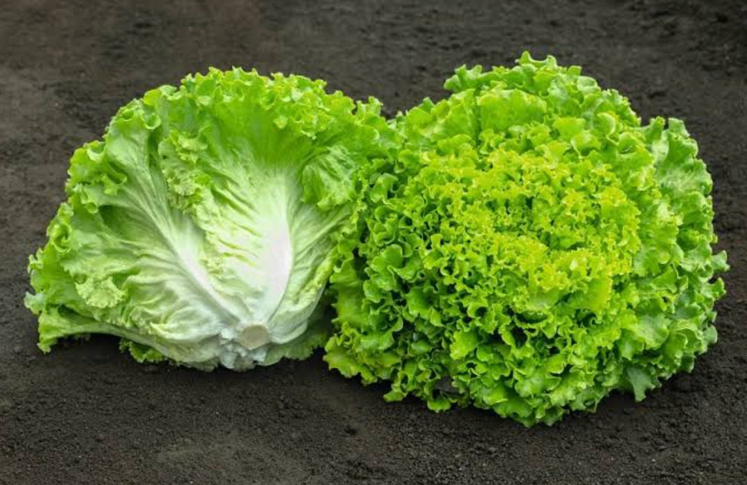 Lettuce Batavia vegitable seeds