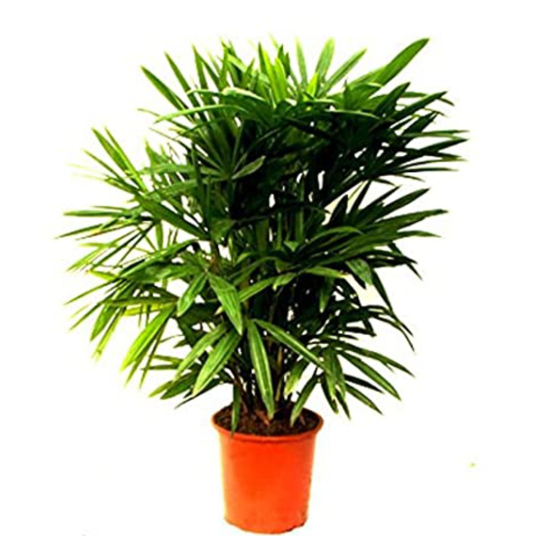 Raphis palm landscaping plant