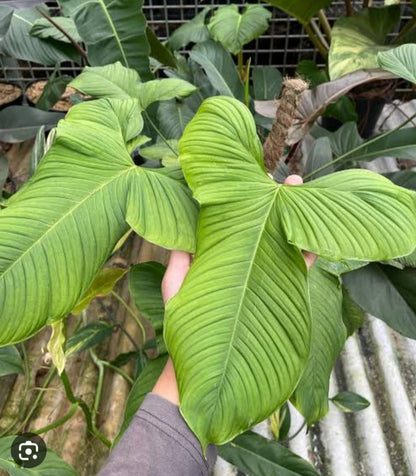 Philodendron fibracetaphylam plant