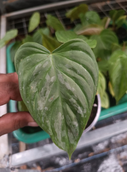 Philodendron - Majestic plant