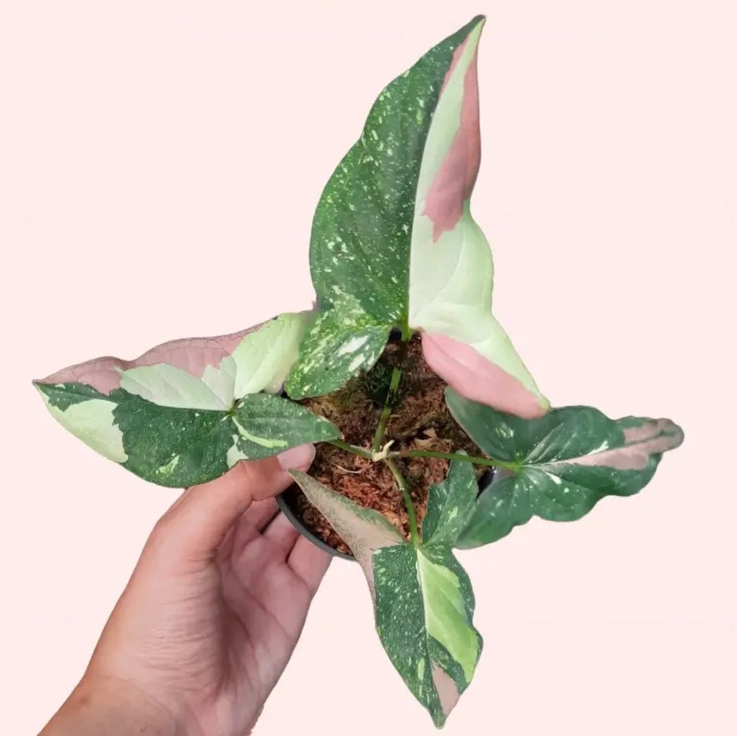 Syngonium Podophyllum 'Tricolor Red Spot' plant Good