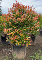 Eugenia landscaping plant