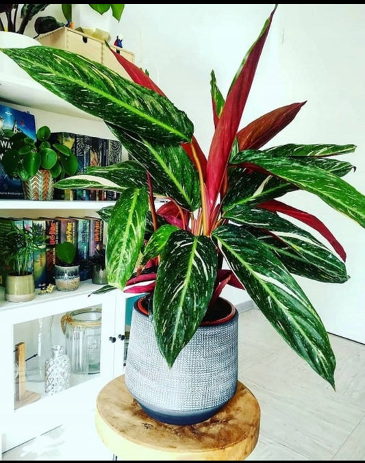 Calathea Stromanthe Magic Star