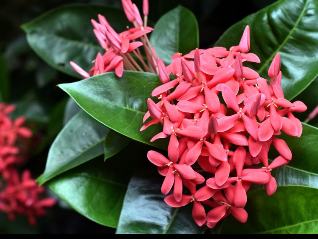 Ixora plant (Shrub Plant)