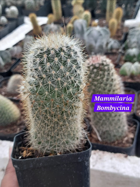 Mammillaria Bombycina 9