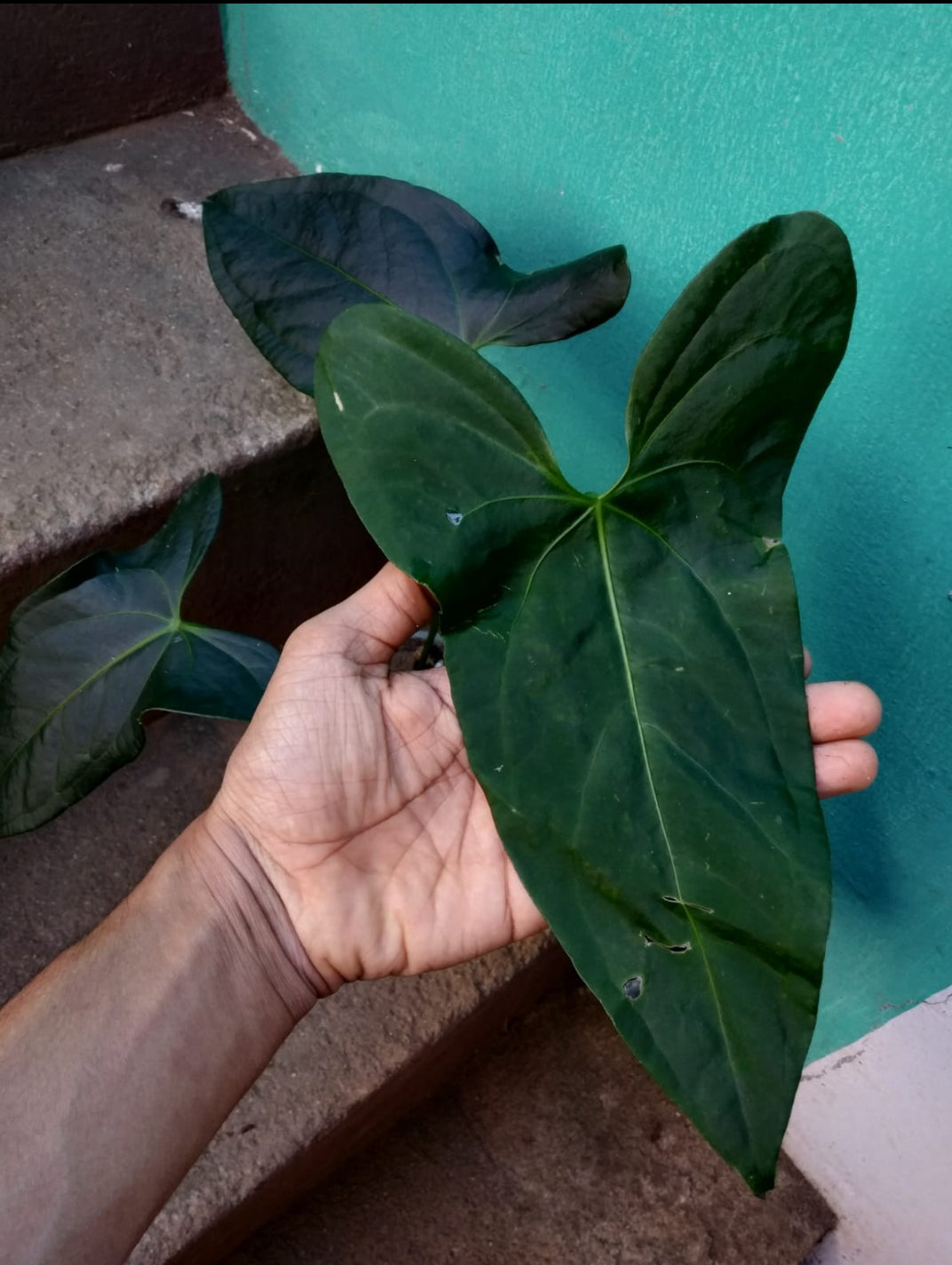 Anthurium Amazon Rabbit plant (Semishade)