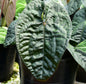Anthurium David Portilla Plant
