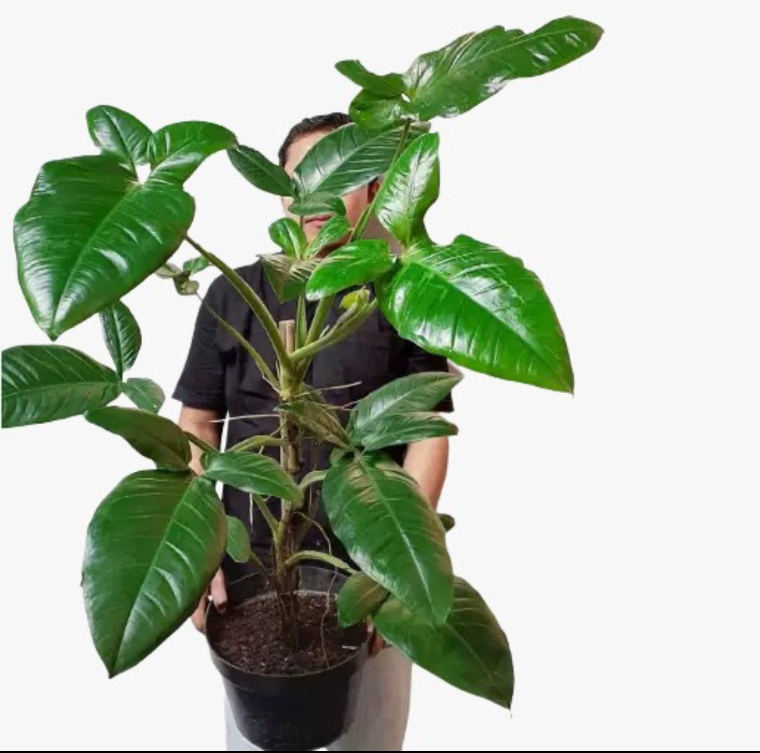 Syngonium 'Bunny ear' Rare plant Good