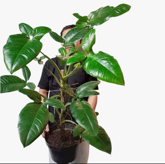 Syngonium 'Bunny ear' Rare plant Good