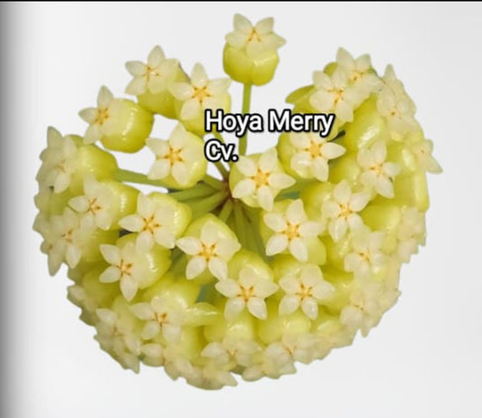 Hoya Merry Cv.