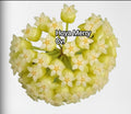 Hoya Merry Cv.