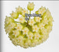 Hoya Merry Cv.