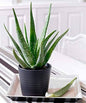 Alovera plant