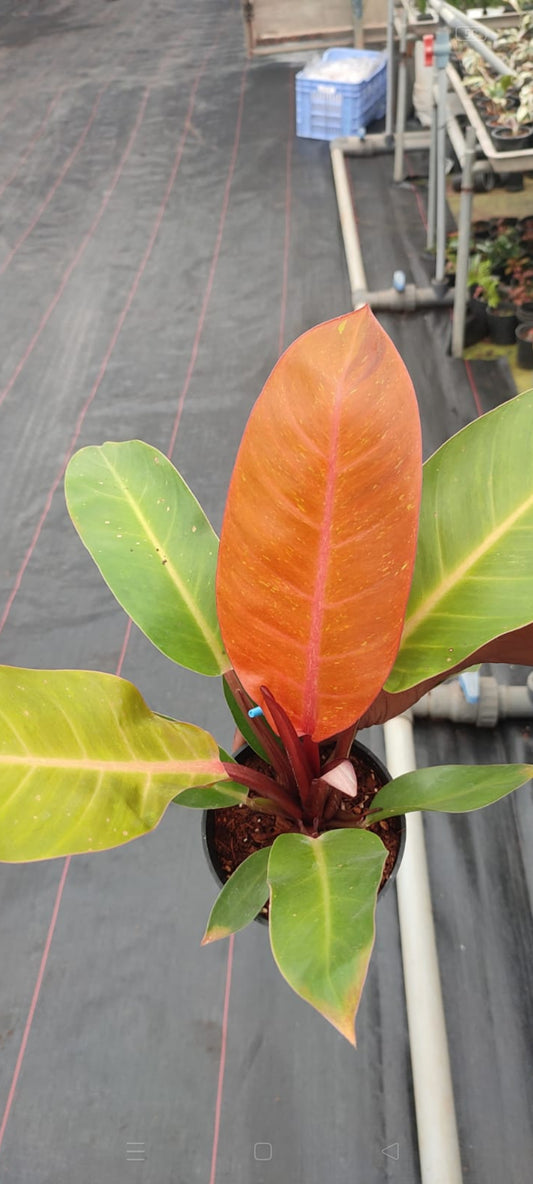 Orange Splendor Philodendron plant